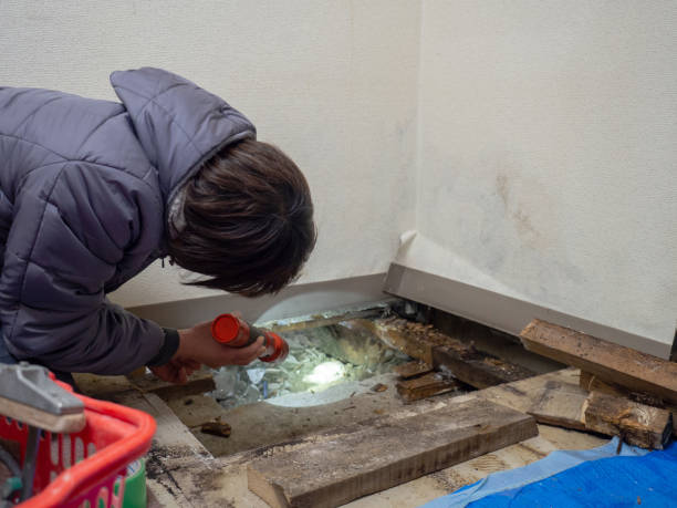 Best Attic Mold Removal  in Hollywood, SC