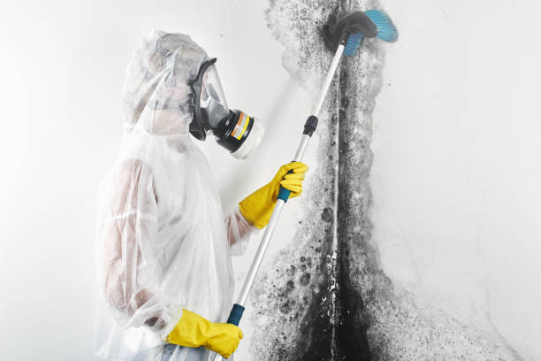 Best Post-Construction Mold Inspection  in Hollywood, SC