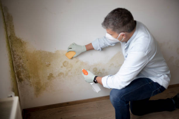 Trusted Hollywood, SC Mold Removal Experts